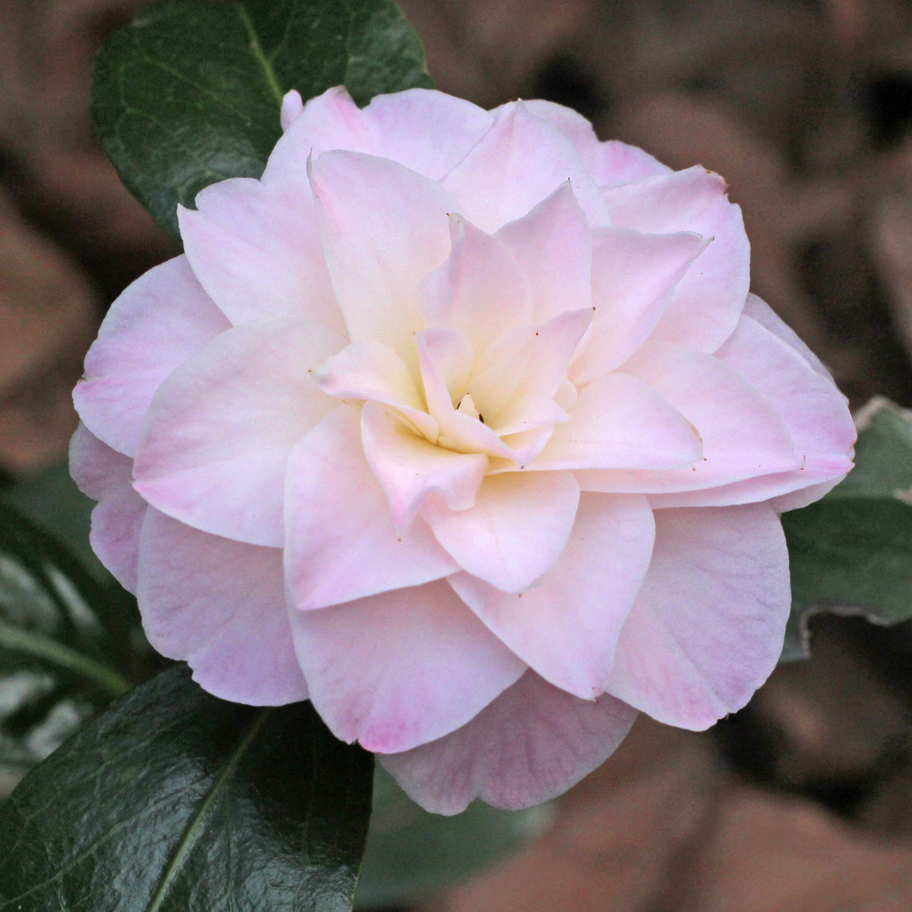 Camellia hybrid 'Dorothy James'