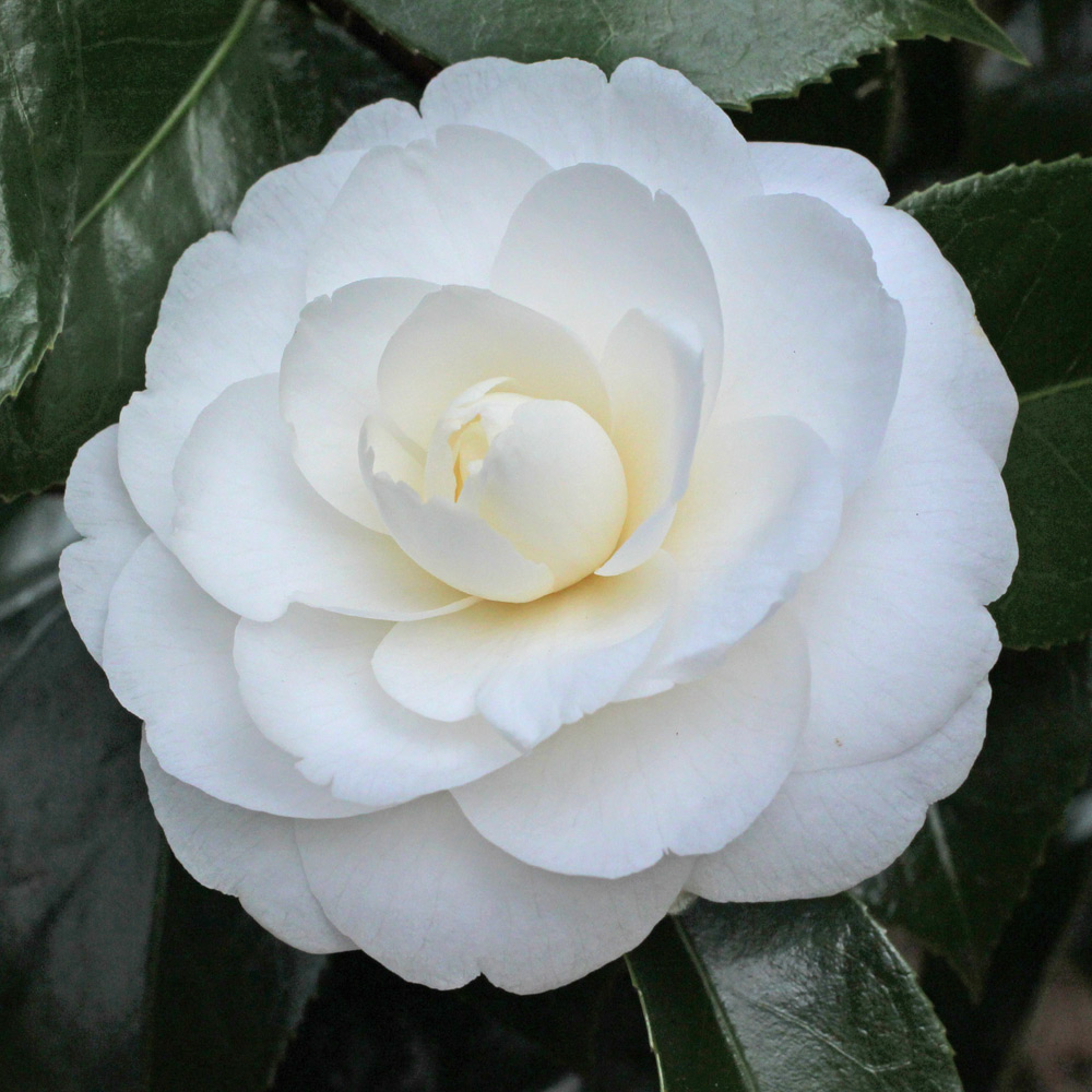Camellia japonica 'Joshua E. Youtz'