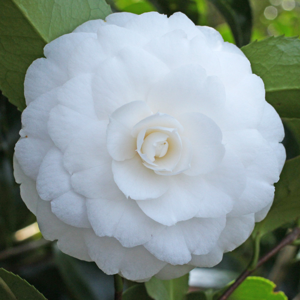 Camellia japonica 'Joshua E. Youtz'
