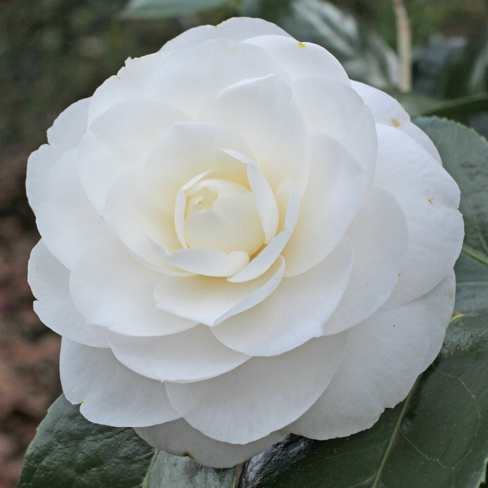 Camellia japonica 'Joshua E. Youtz'