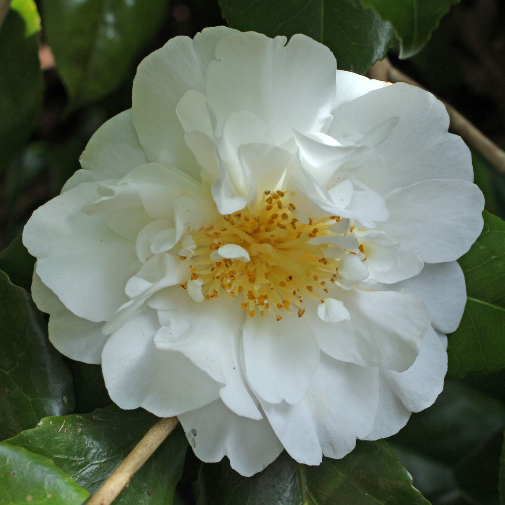 Camellia japonica 'Angel'