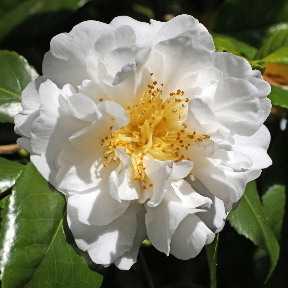 Camellia japonica 'Angel'