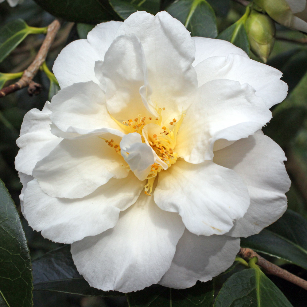 Camellia japonica 'Annette Gehry'