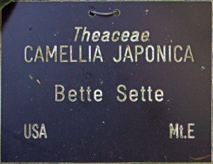 Camellia japonica 'Betty Sette'