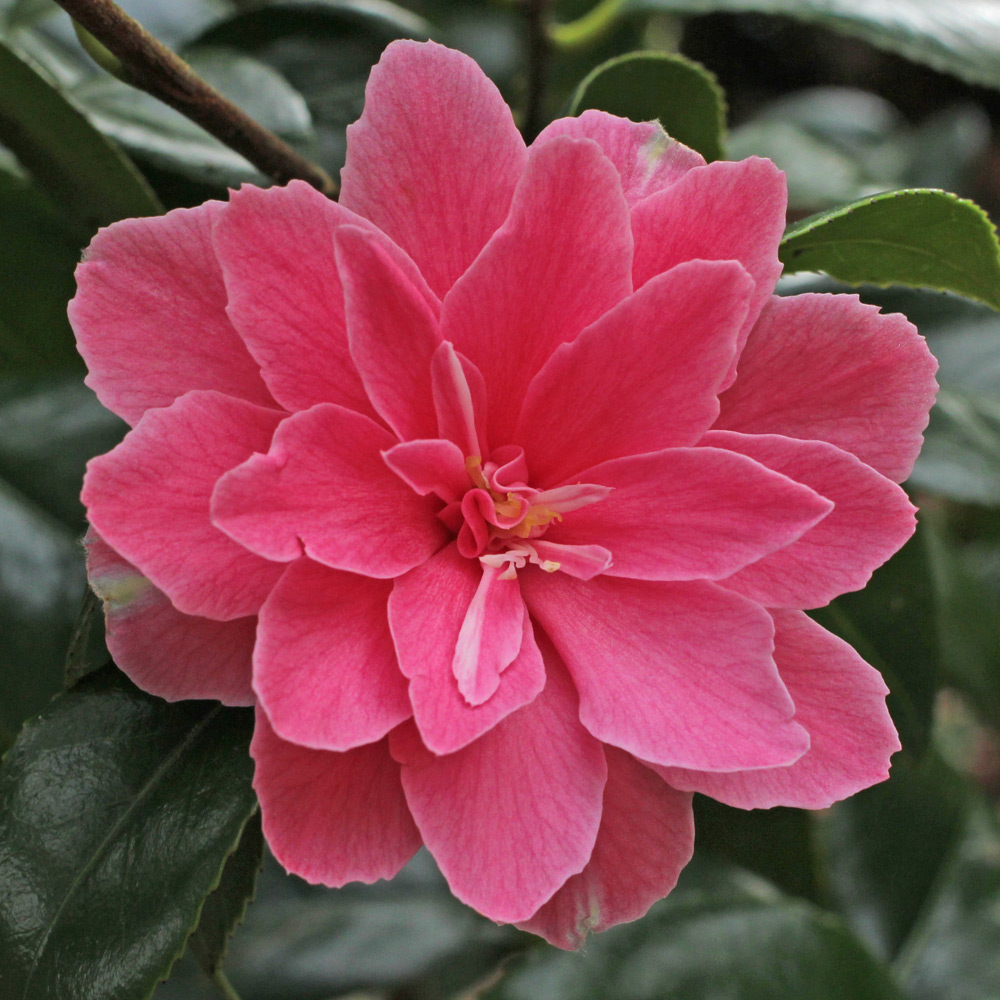 Camellia japonica 'Billie McCaskill'