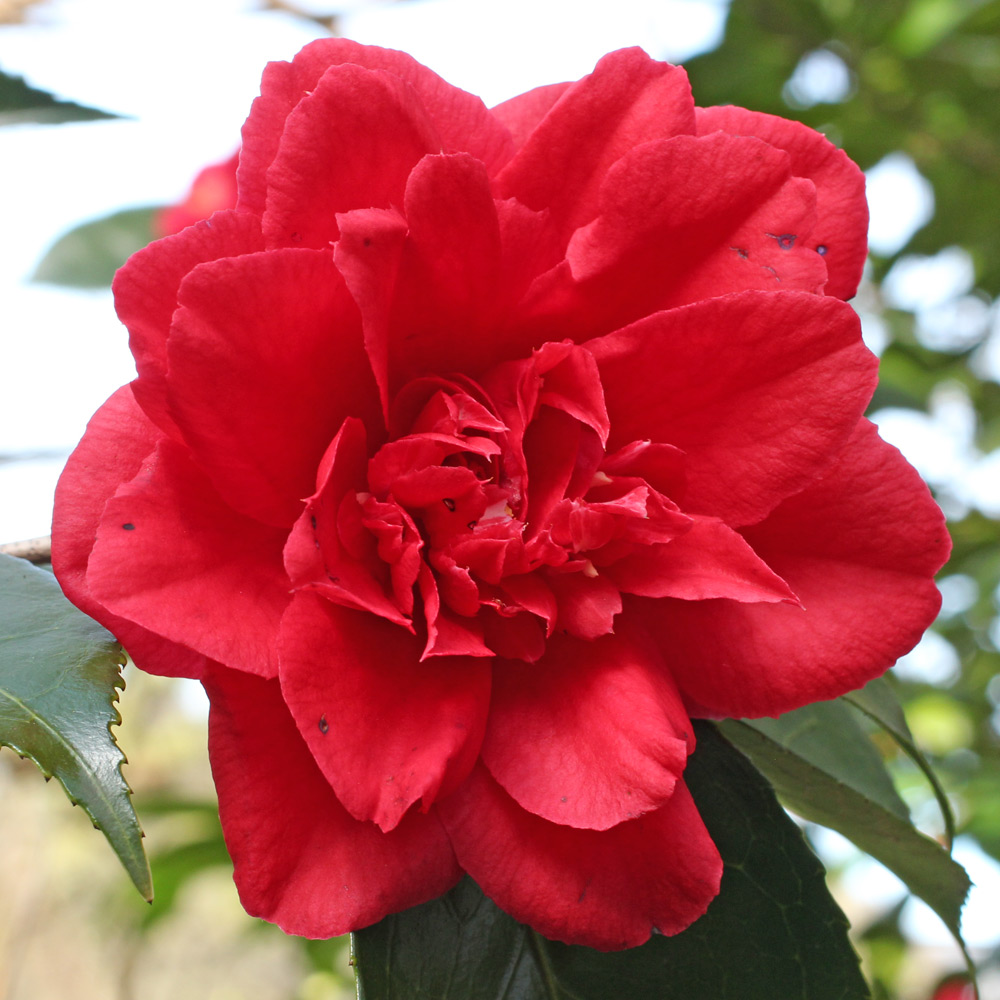 Camellia japonica 'Blaze of Glory'