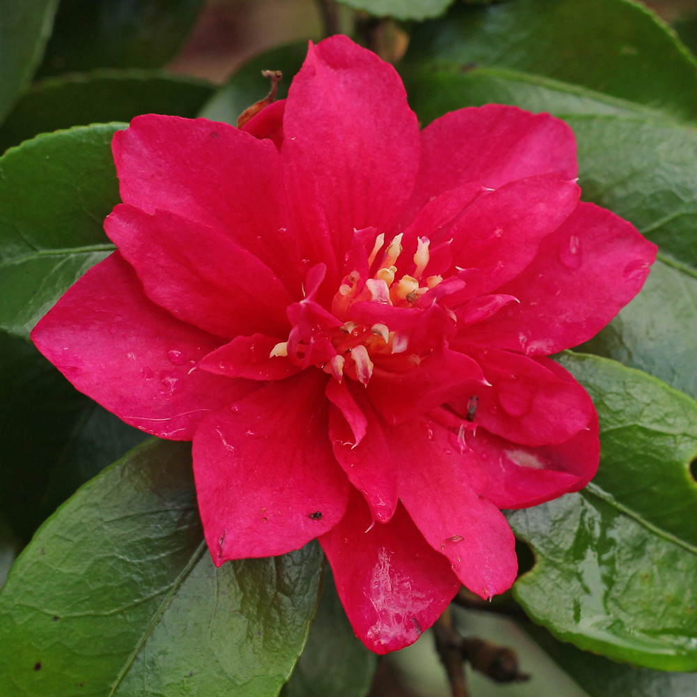 Camellia x hiemalis 'Bonanza'