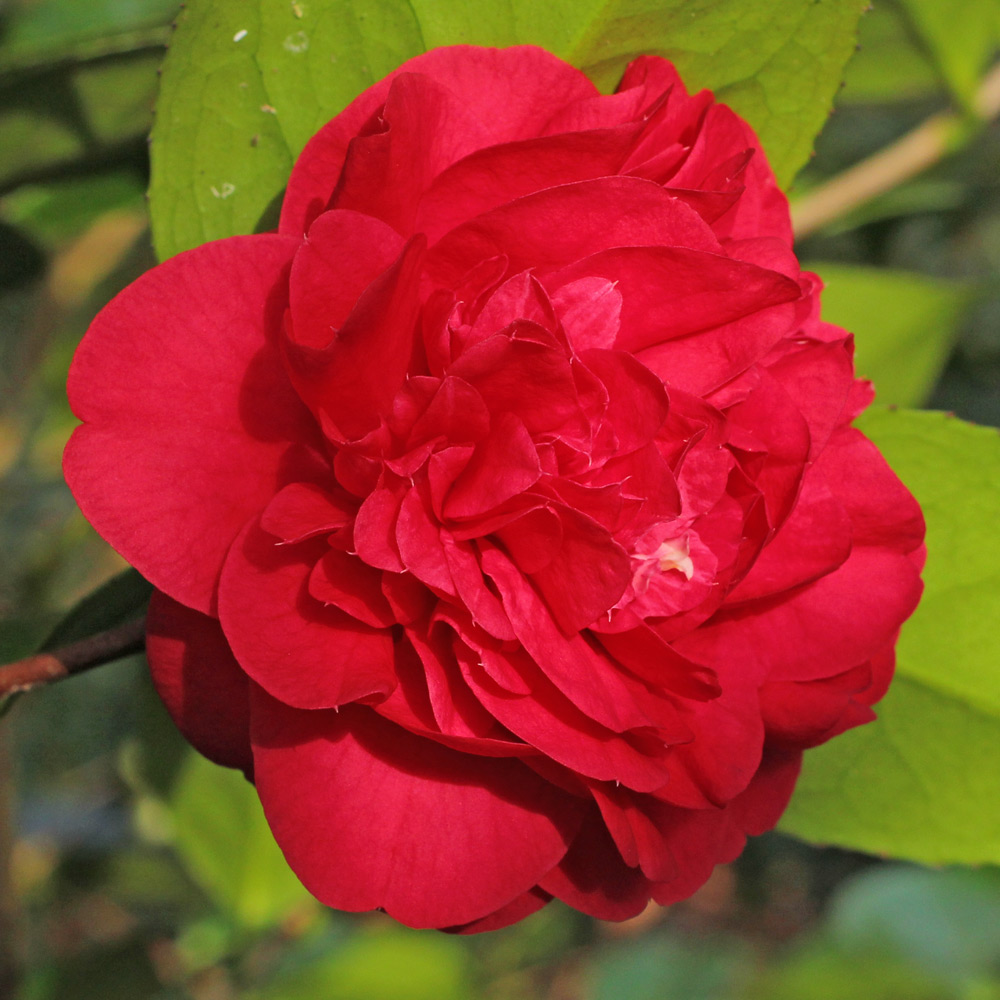 Camellia japonica 'California'