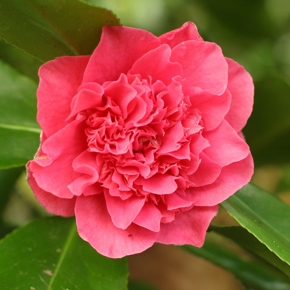 Camellia japonica 'Carolyn Tuttle'
