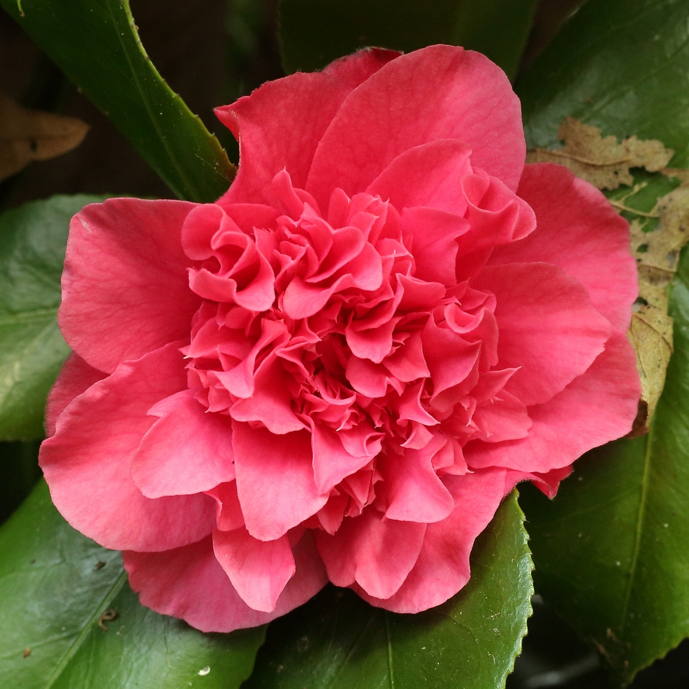 Camellia japonica 'Carolyn Tuttle'