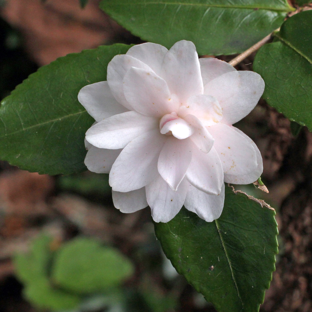 Camellia 'Cinnamon Cindy'