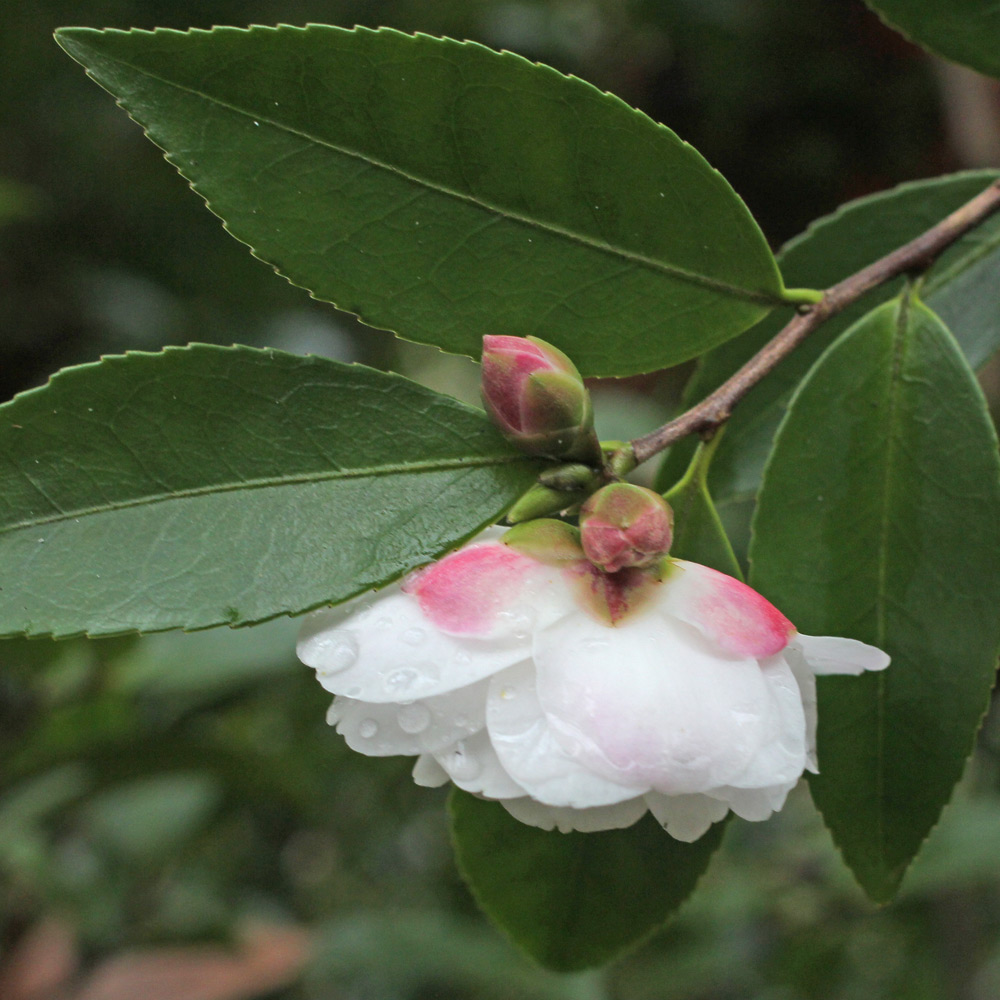Camellia 'Cinnamon Cindy'