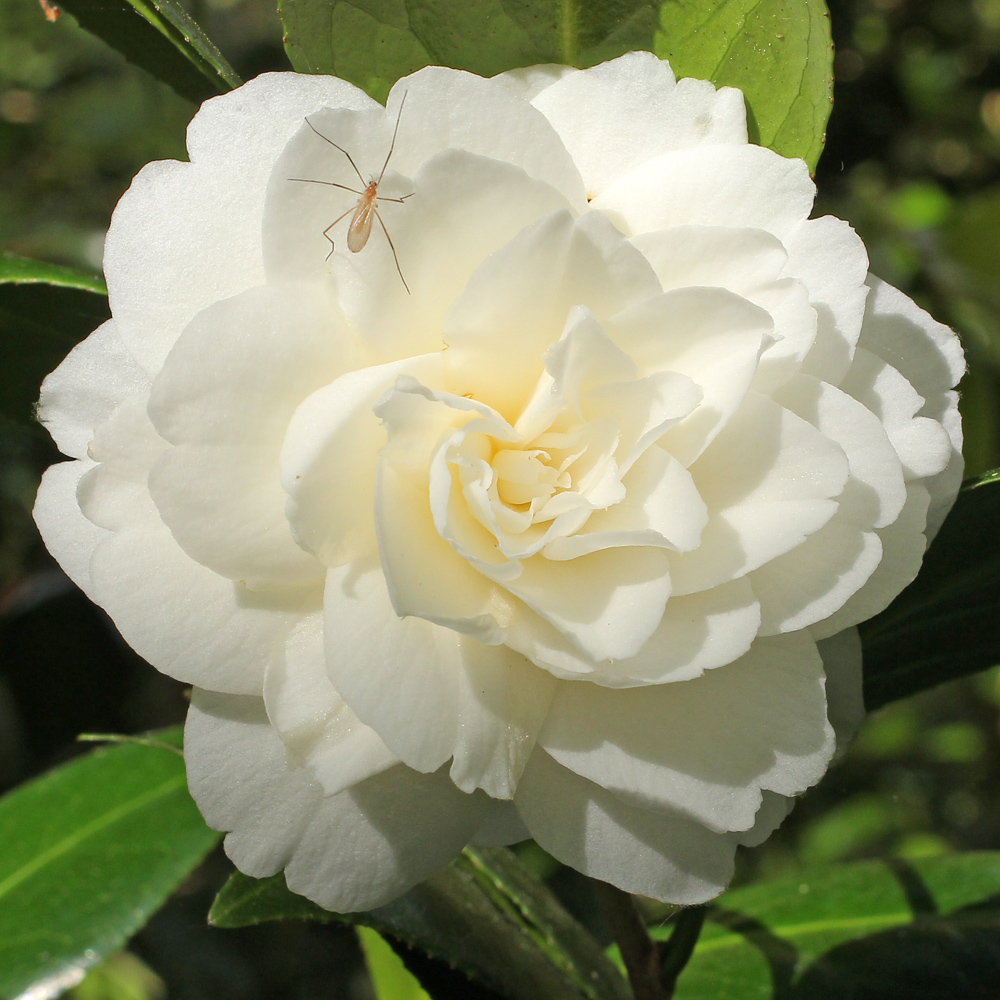 Camellia japonica 'Dahlonega'