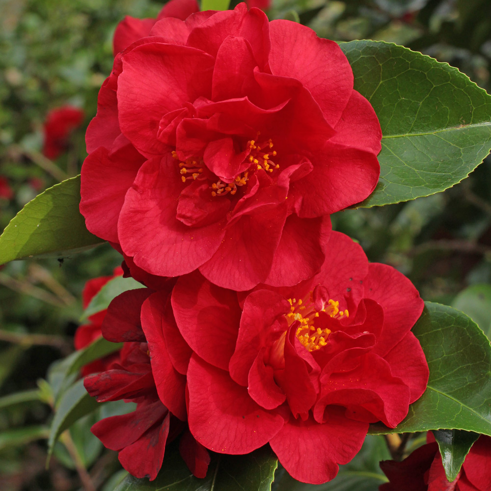 Camellia japonica 'Doctor Burnside'