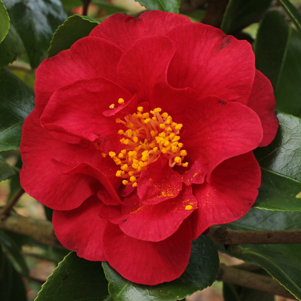Camellia japonica 'Doctor Burnside'