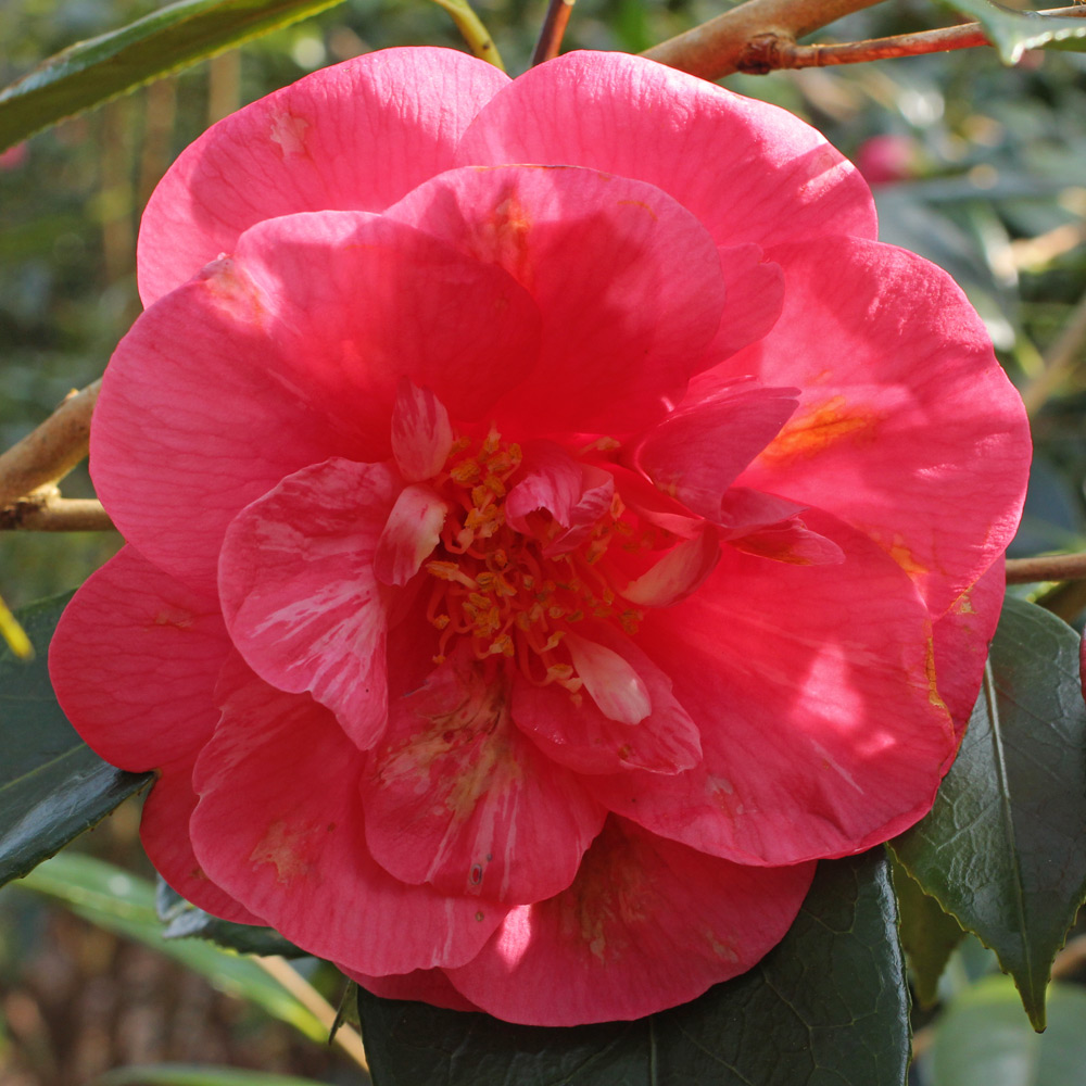 Camellia japonica 'Drama Girl'