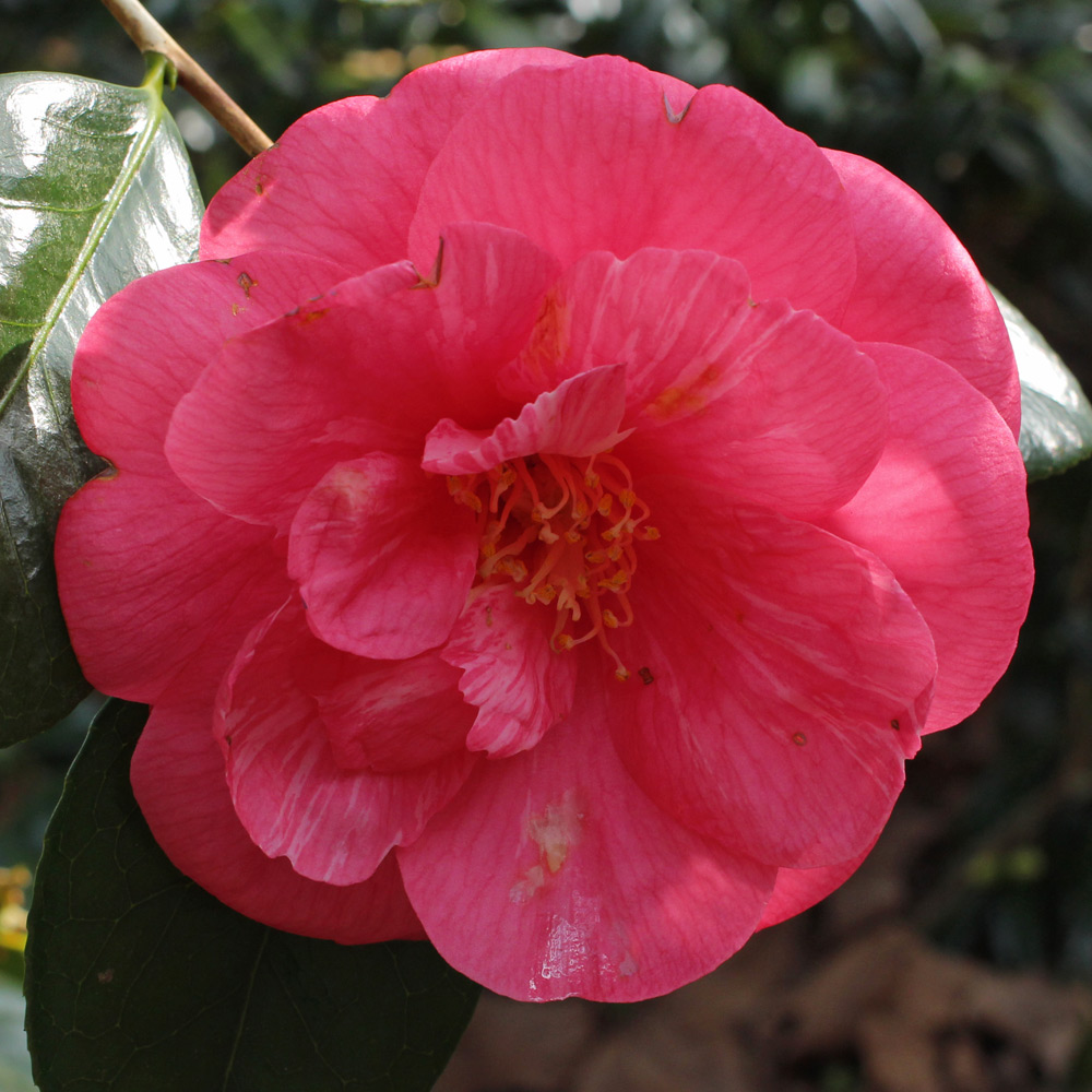 Camellia japonica 'Drama Girl'