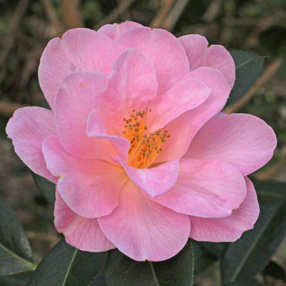 Camellia japonica 'Dream Time'