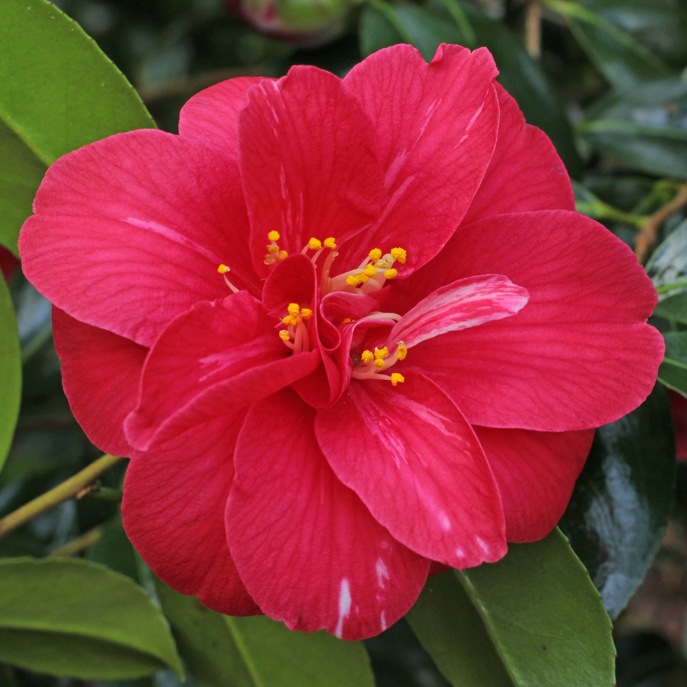 Camellia japonica 'Eugene Bolen'
