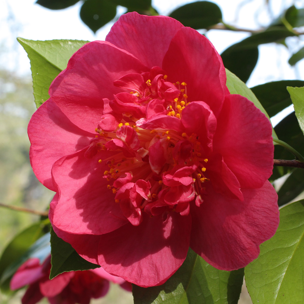 Camellia japonica 'Extravaganza Pink'