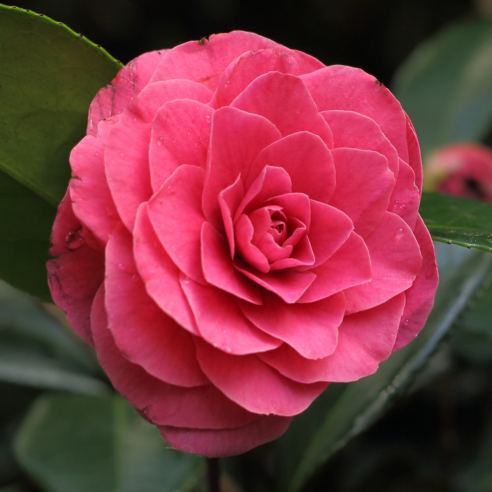 Camellia japonica 'Fashionata'