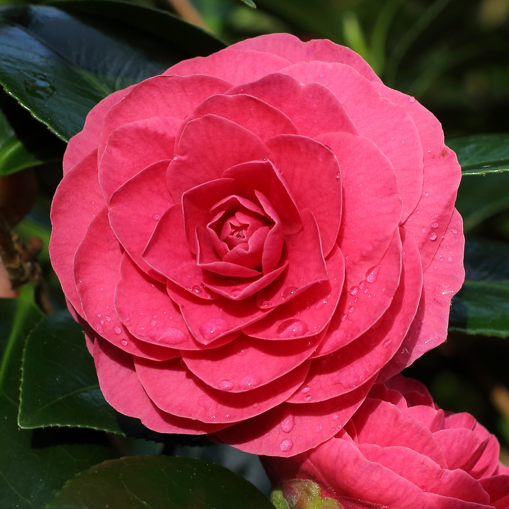 Camellia japonica 'Fashionata'