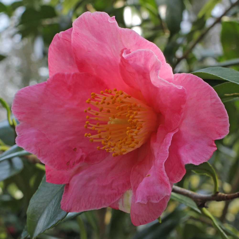 Camellia japonica 'Firefalls'