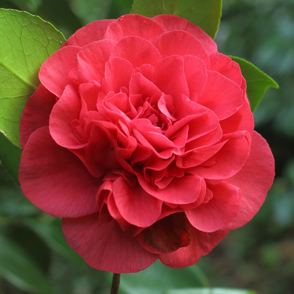 Camellia japonica 'Granada'