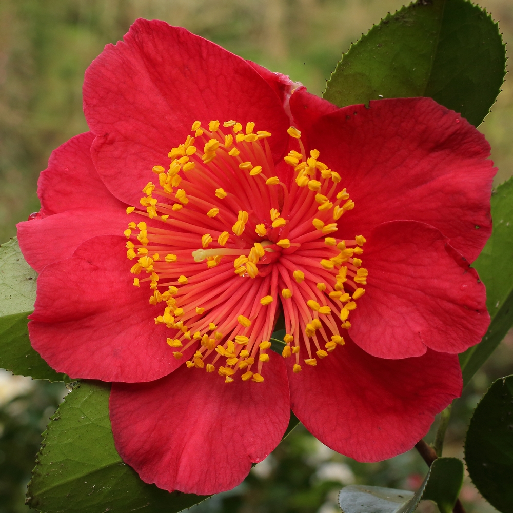 Camellia japonica 'Happy Higo'