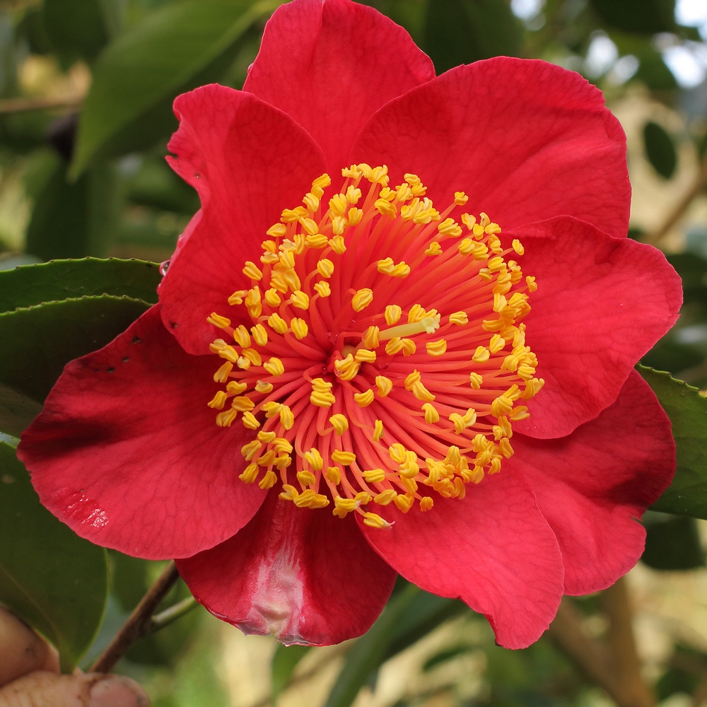 Camellia japonica 'Happy Higo'