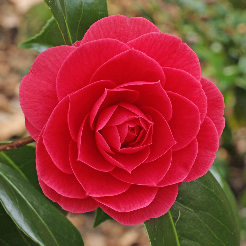Camellia japonica 'Katherine Nuccio'
