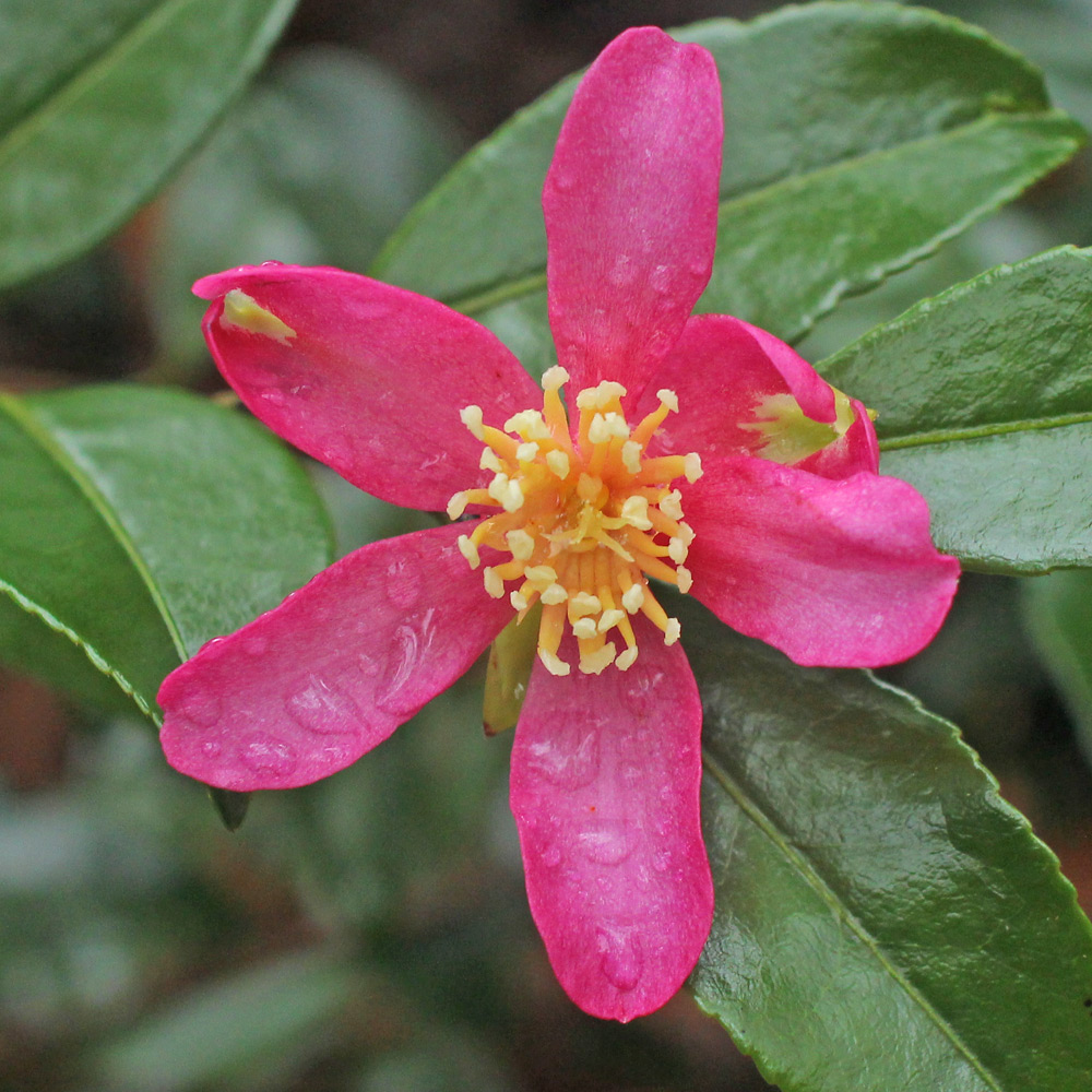Camellia sasanqua 'Lavender Queen'