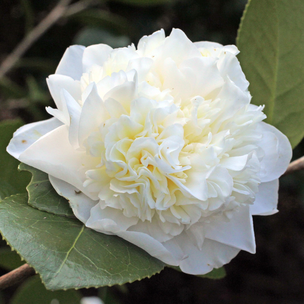 Camellia japonica 'Leonora Novick'