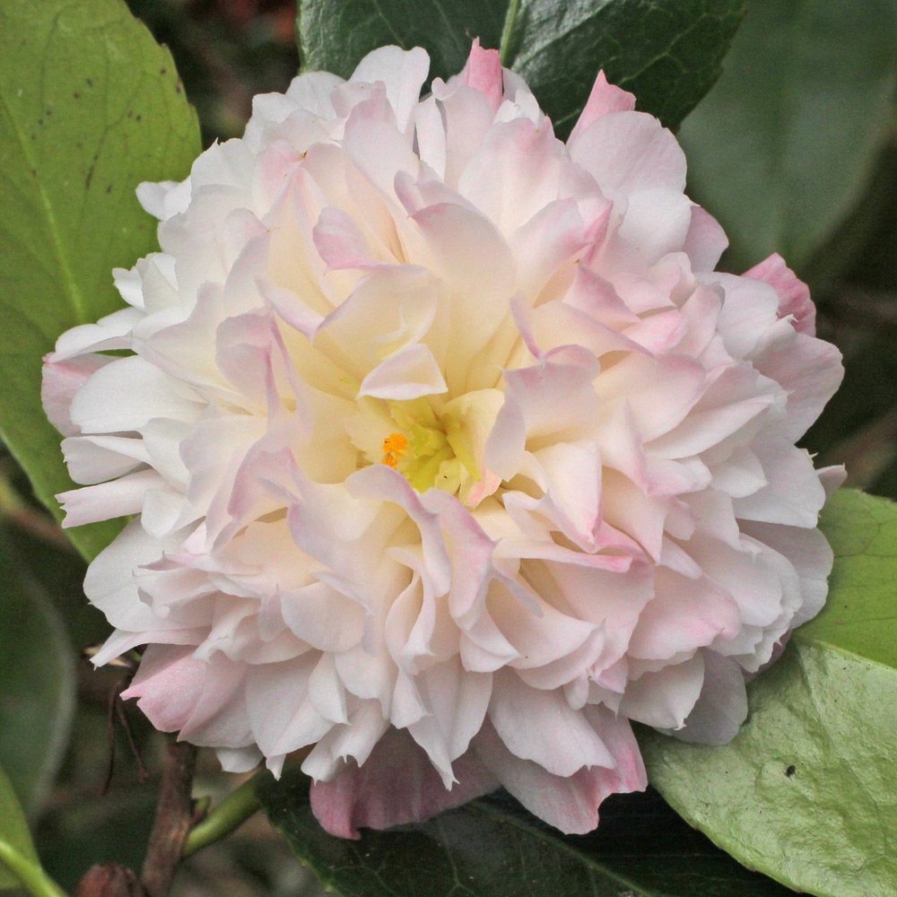 Camellia japonica 'Mabel Blackwell'