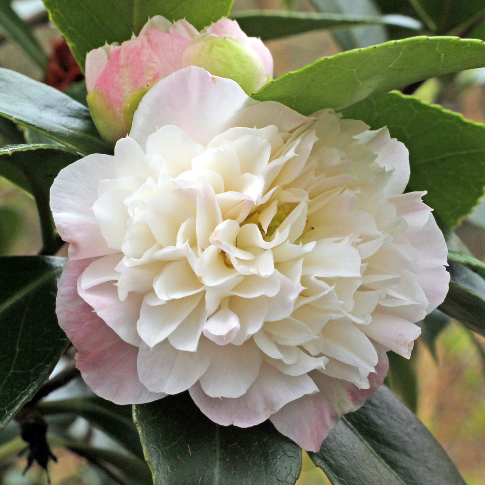 Camellia japonica 'Mabel Blackwell'