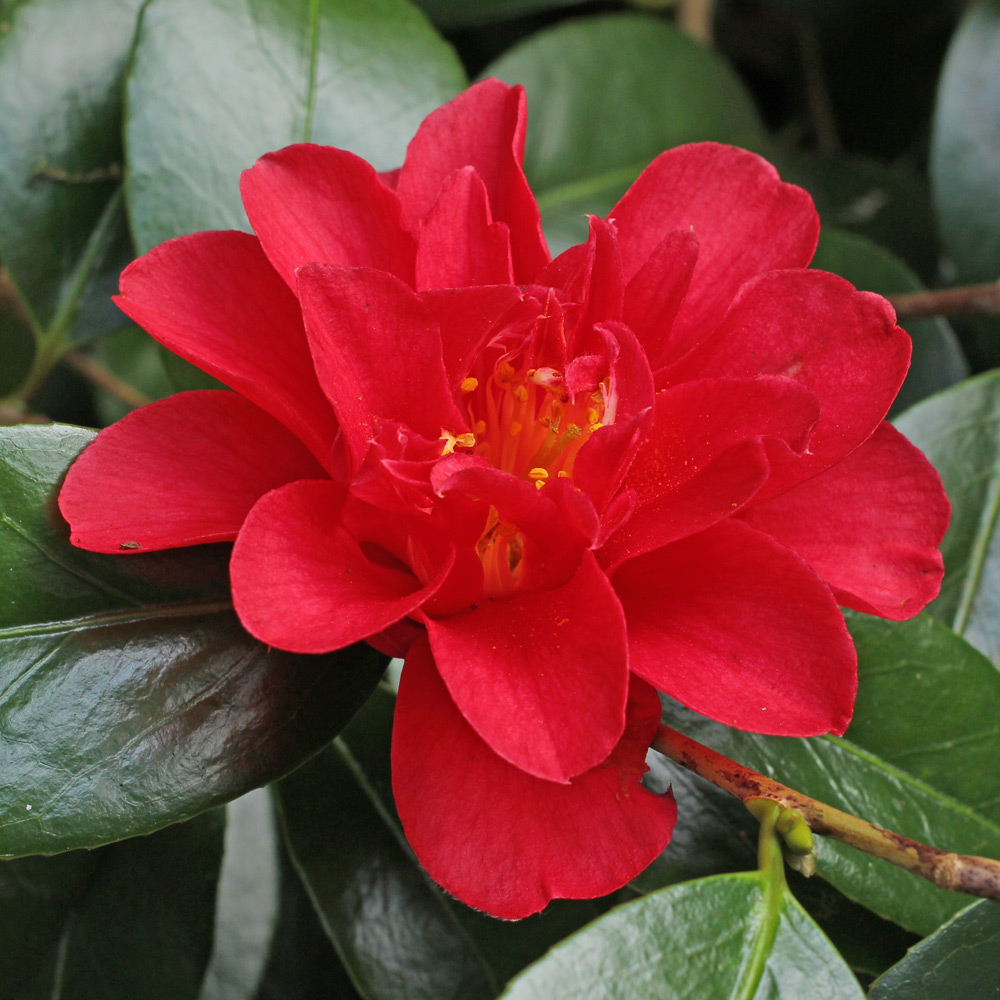 Camellia japonica 'Marian Mitchell'