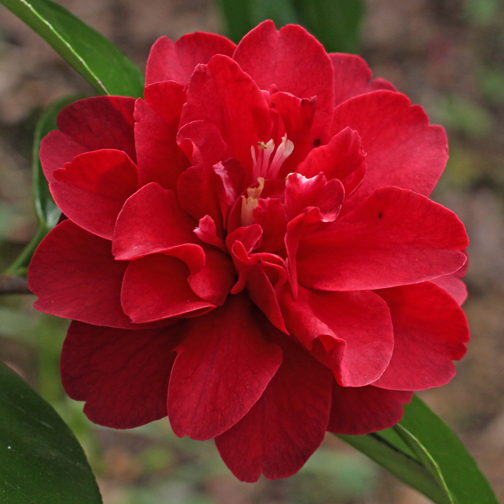 Camellia japonica 'Maroon and Gold'
