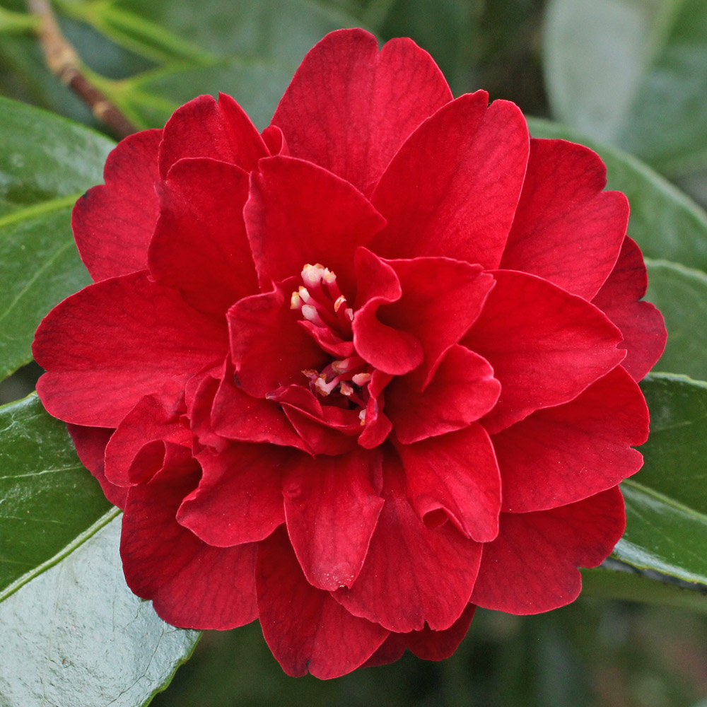 Camellia japonica 'Maroon and Gold'