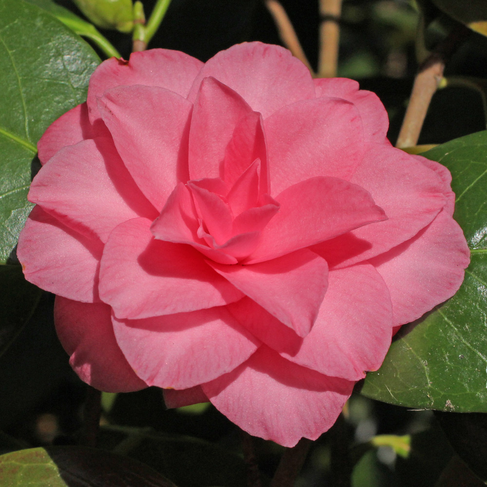 Camellia japonica 'Mathotiana Rosea'