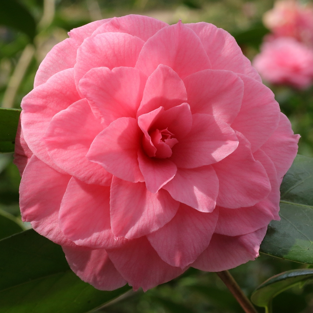 Camellia japonica 'Mathotiana Rosea'