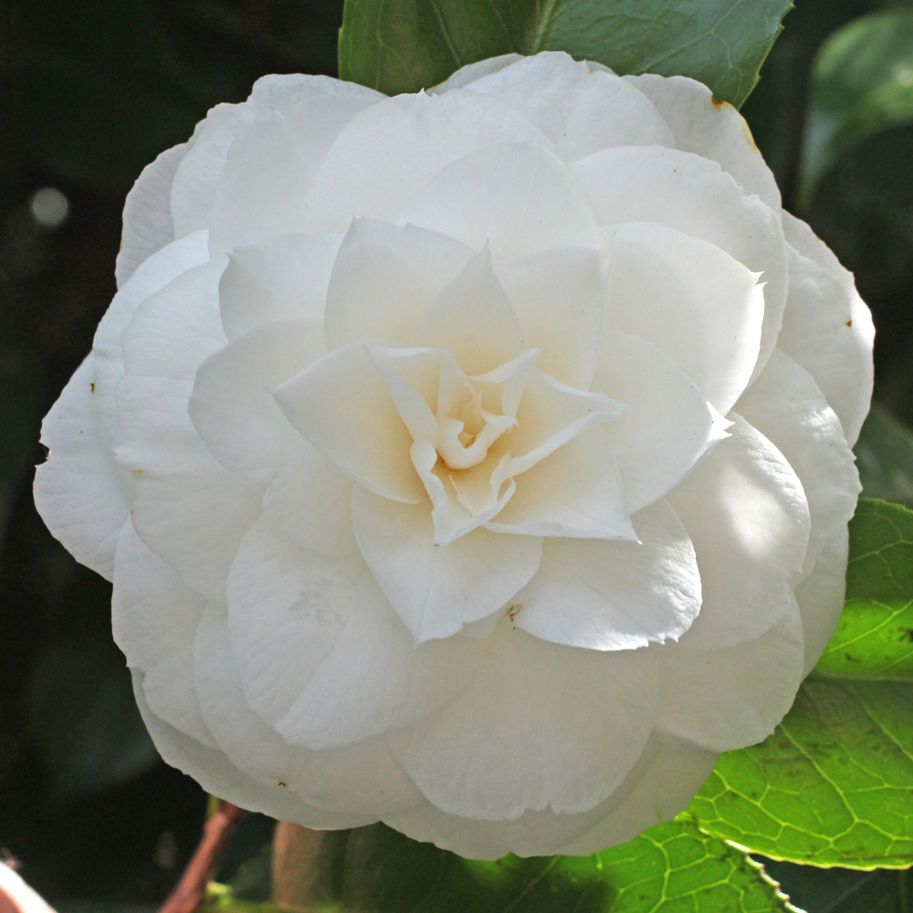 Camellia japonica 'Miss Lyla'