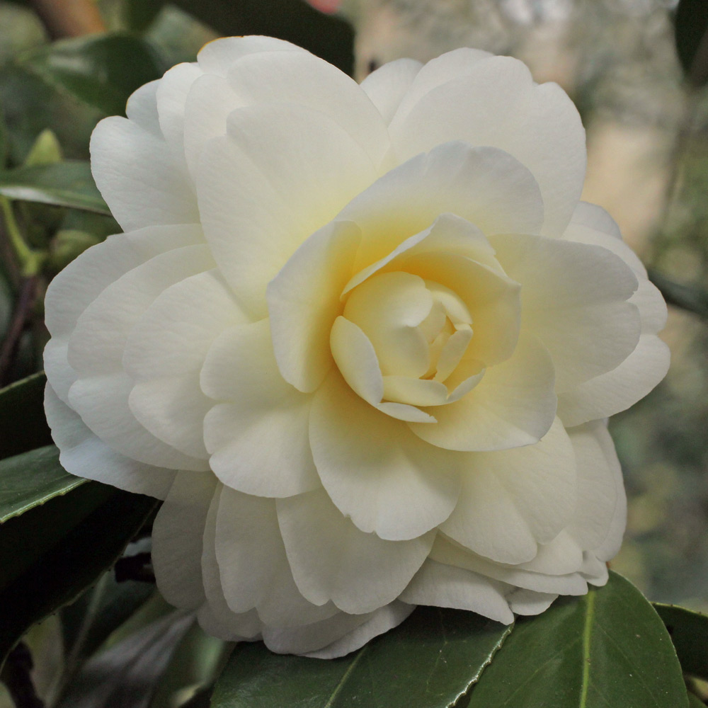 Camellia japonica 'Miss Universe'