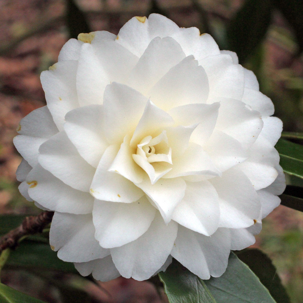 Camellia japonica 'Miss Universe'