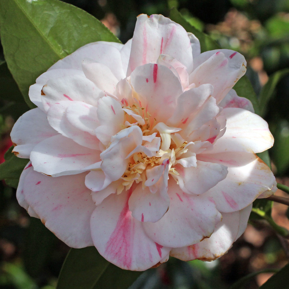 Camellia japonica 'Mississippi Beauty'