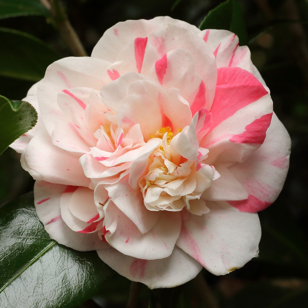 Camellia japonica 'Mississippi Beauty'