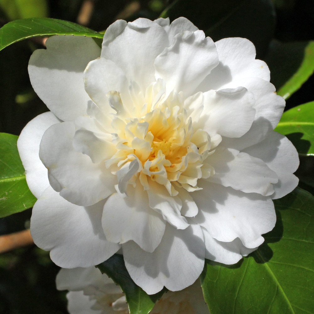 Camellia japonica 'Mona Lisa' (1N-055)