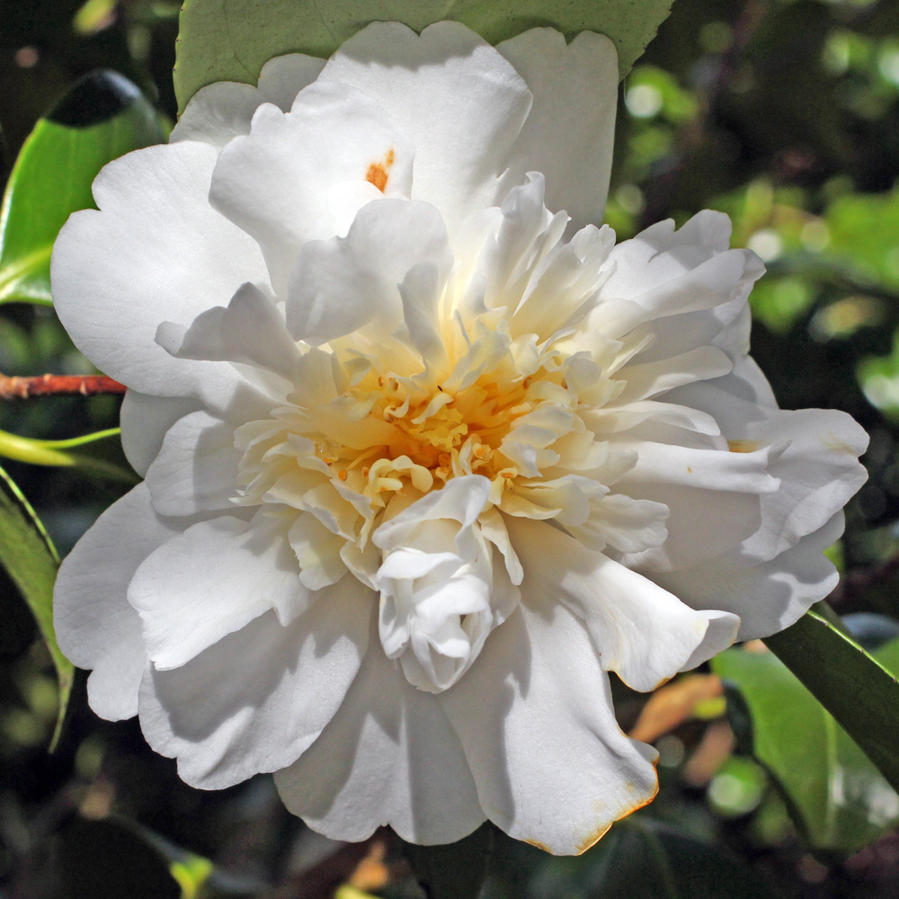 Camellia japonica 'Mona Lisa'