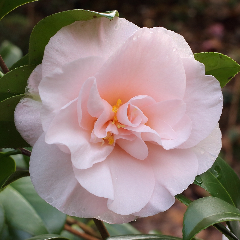 Camellia japonica 'Moonlight Bay'