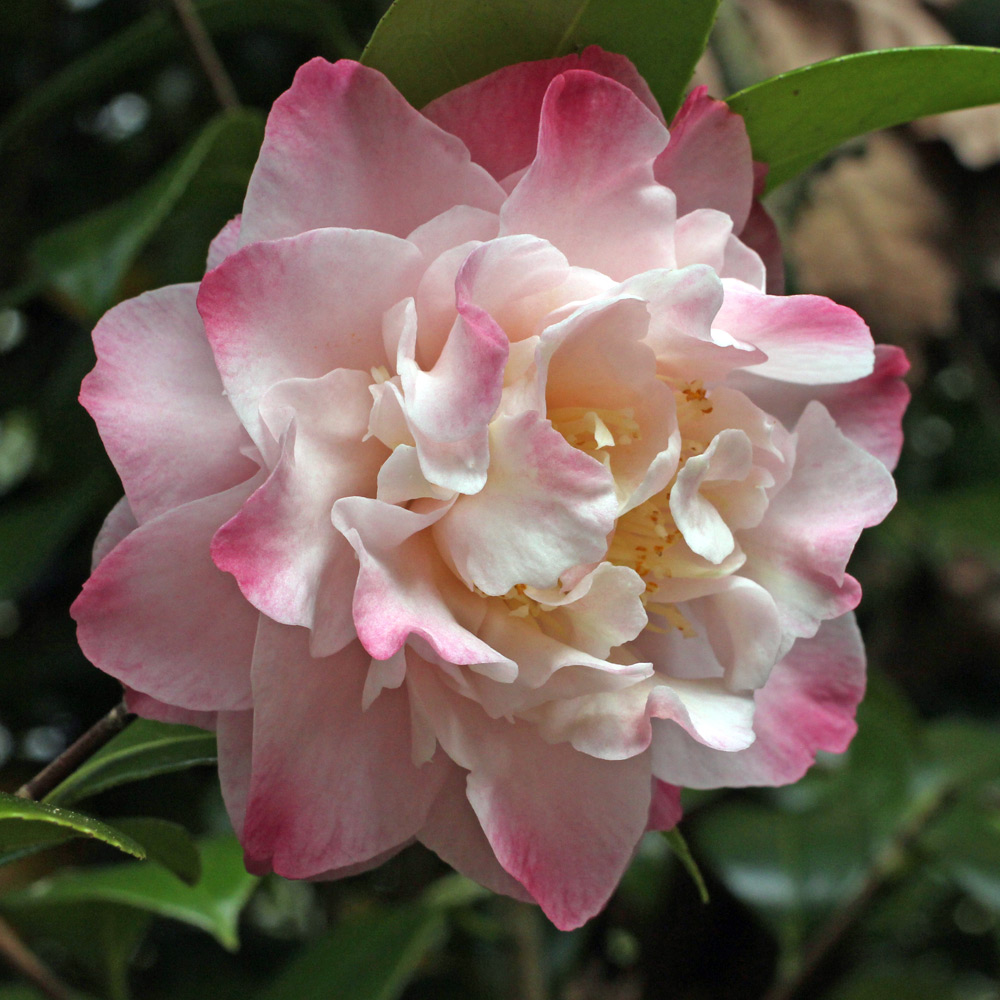Camellia japonica 'Nuccio's Jewel'