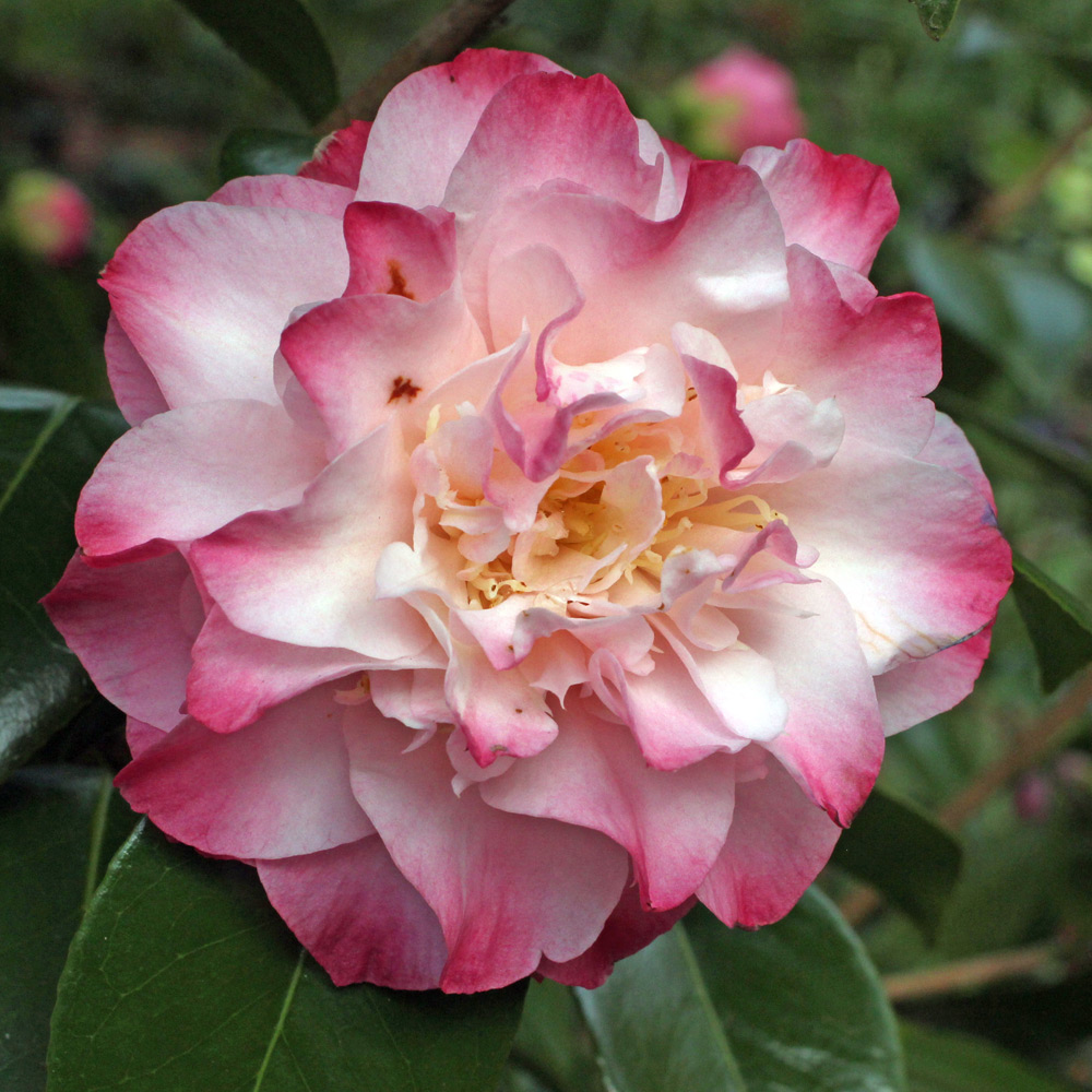 Camellia japonica 'Nuccio's Jewel'